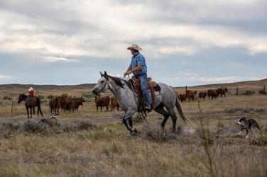 A man on a horse followed by a dog herds cattle