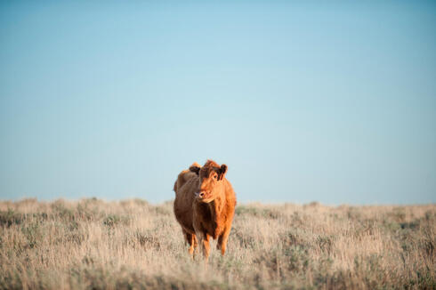 A cow standing in the grasslands of Montana