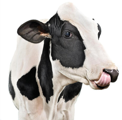 Cow