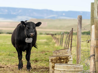 A black cow next to a fence
