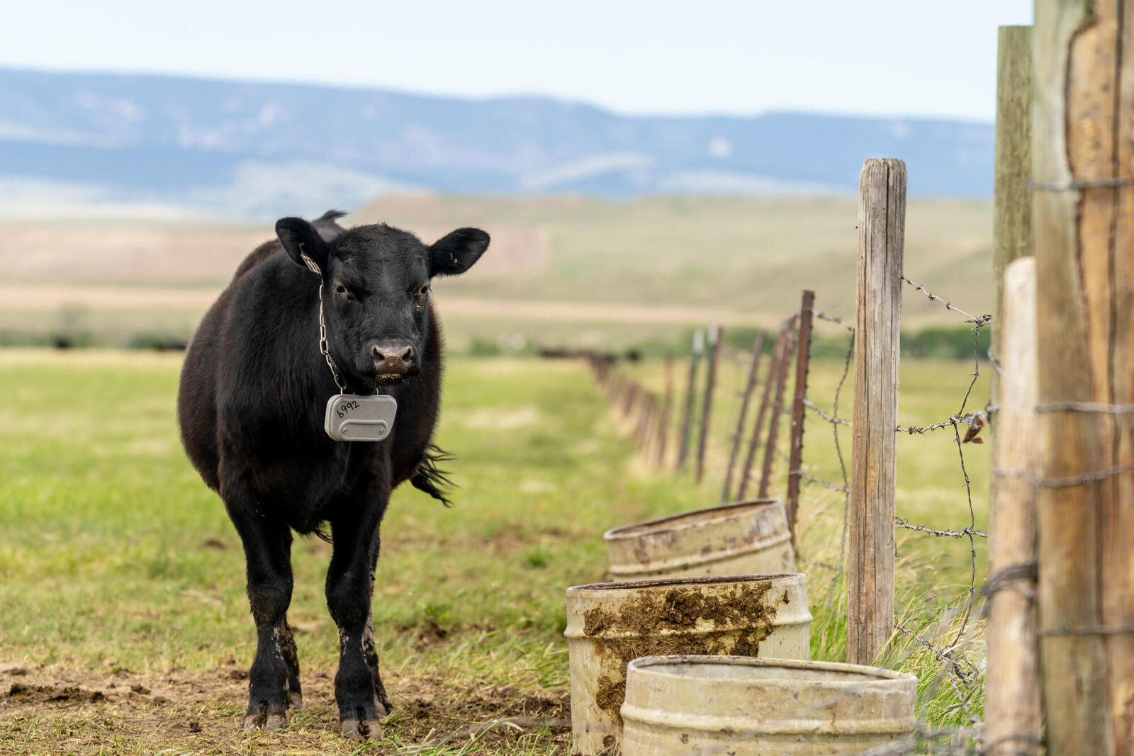 A black cow next to a fence