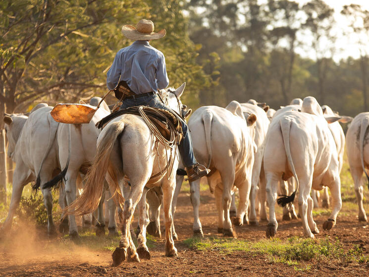 A cowboy on horseback leading cattle down a road