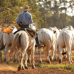A cowboy on horseback leading cattle down a road