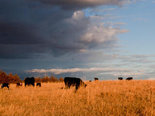 Ranching in Mullen, Nebraska