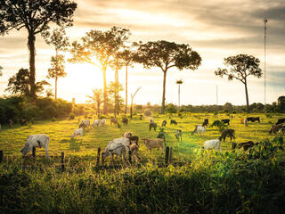 Cows grazing in a field