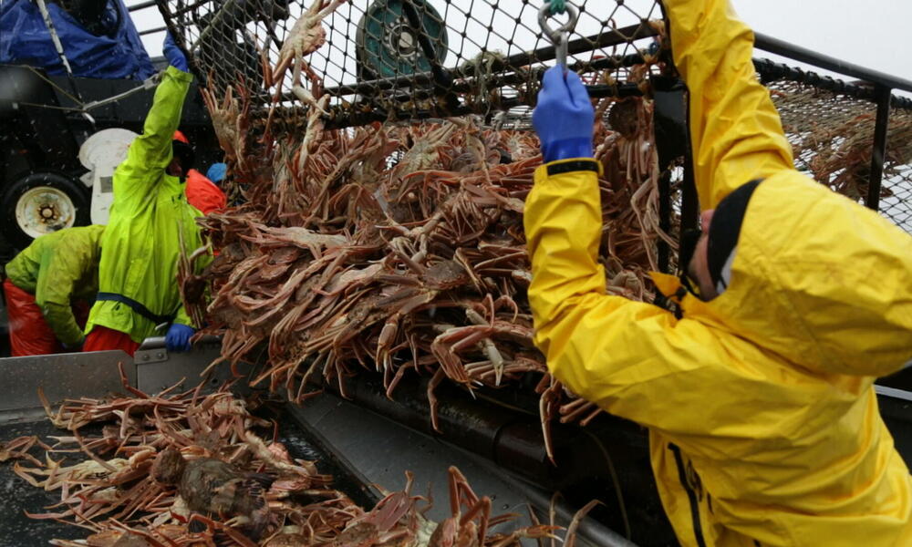 pulling in crab pot