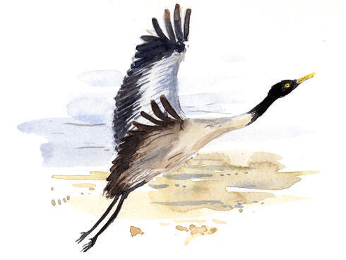 Black-necked crane