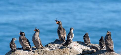 Several birds along cliffside over ocean