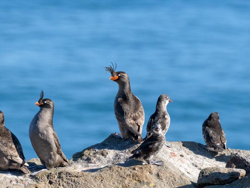 Several birds along cliffside over ocean