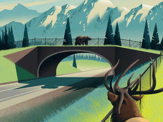 Illustration of a wildlife crossing