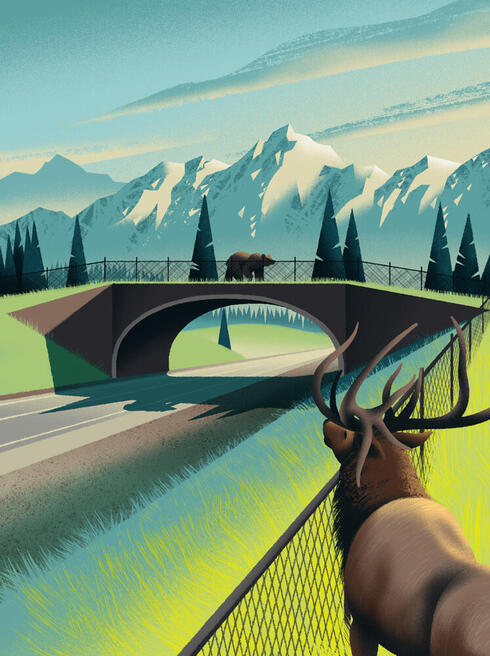 How wildlife bridges over highways make animals—and people—safer