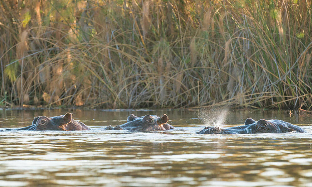 Three hippos mostly submerged in river