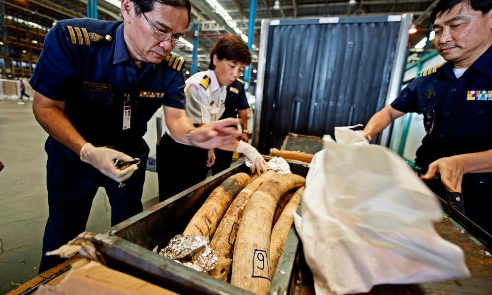 Officers find a container of elephant tusks