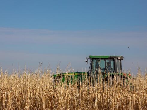 A tractor drives through a field of dead corn stalks