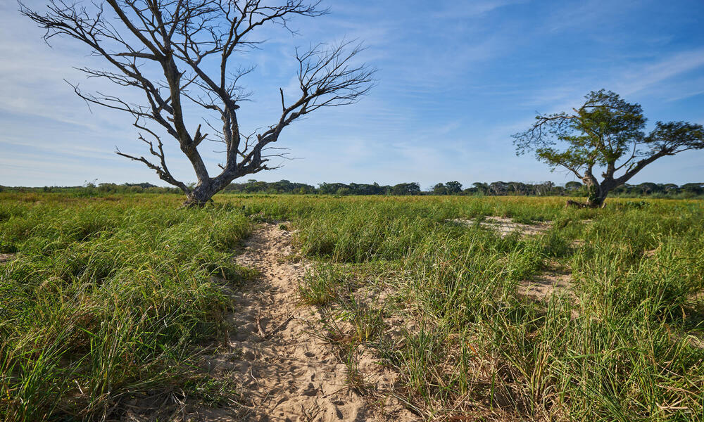 Landscape photo of flat area of grass with leafless tree trunks