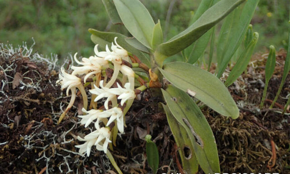 Cyrtorchis okuensis is white flowers on a green stem