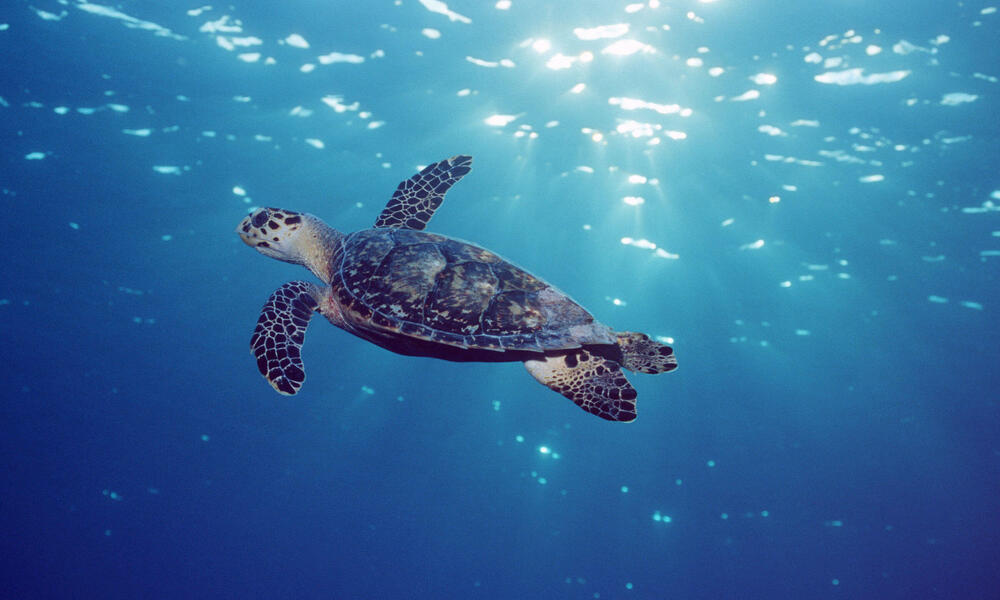 Species Spotlight Hawksbill Turtle Pages WWF