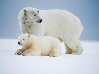 polar bears rest on an ice pack