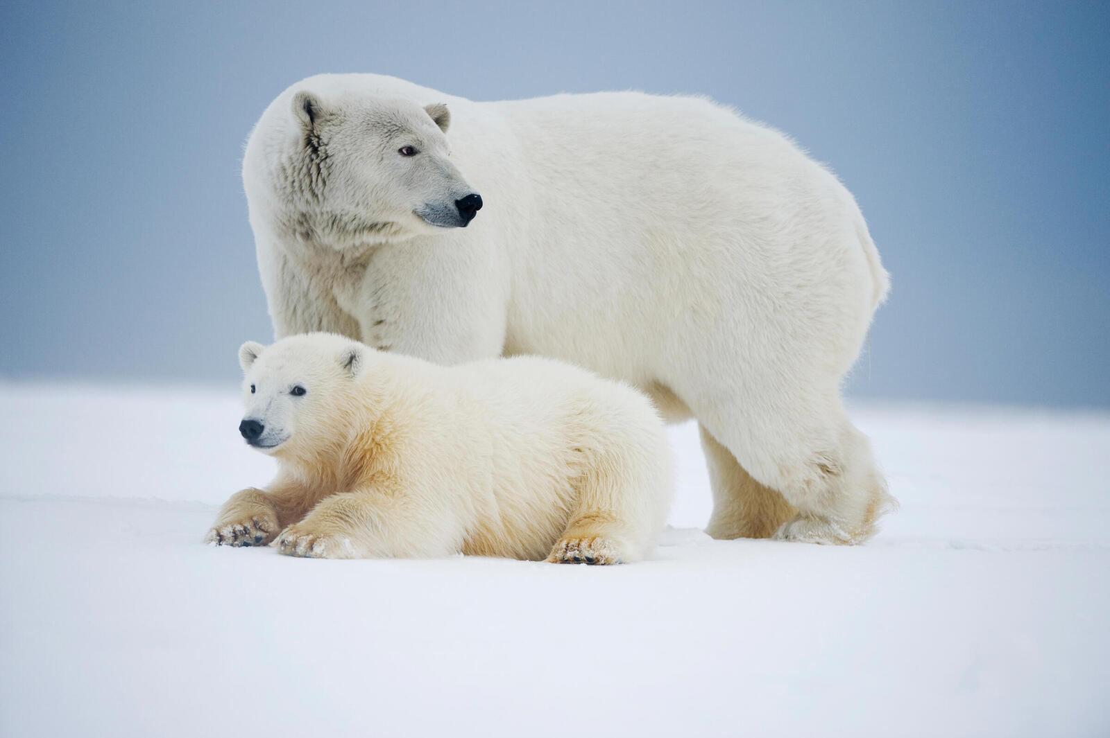 polar bears rest on an ice pack