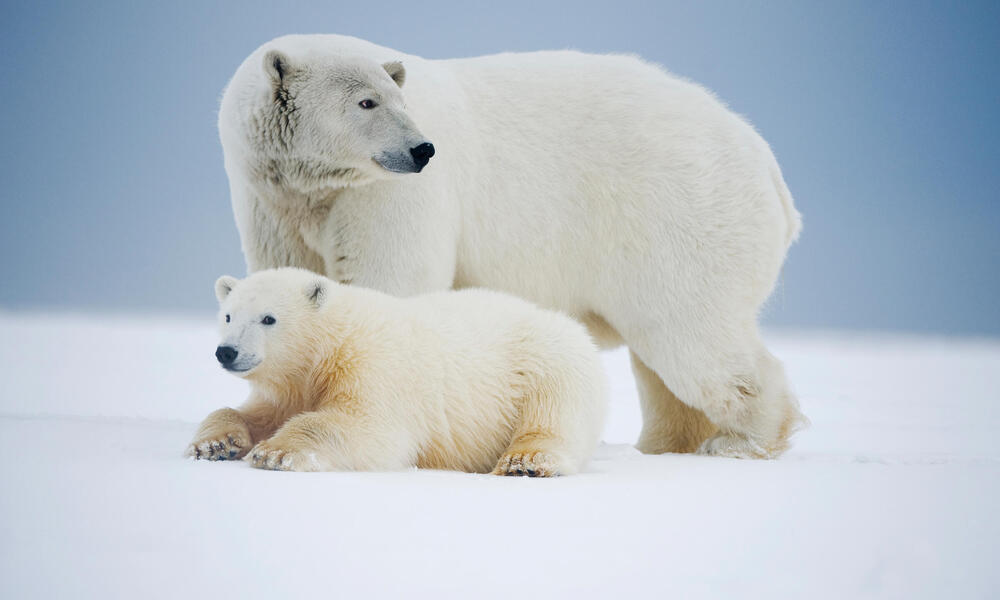 polar bears rest on an ice pack