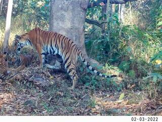 A tigress tends to her two cubs in a protected forest in Thailand