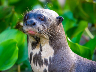 WWF Jaguars and Wildlife of Brazils Pantanal Expedition - Giant River Otter