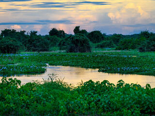 WWF Jaguars and Wildlife of Brazils Pantanal Expedition - River Landscape