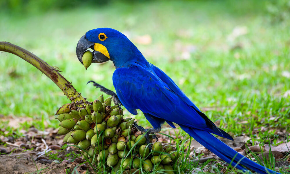 WWF Jaguars and Wildlife of Brazil's Pantanal Expedition - Hyacinth Macaw