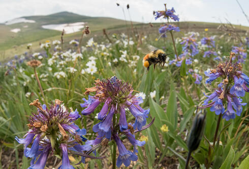 A forest bumble bee visits brightly colored wildflowers at 10,000 feet