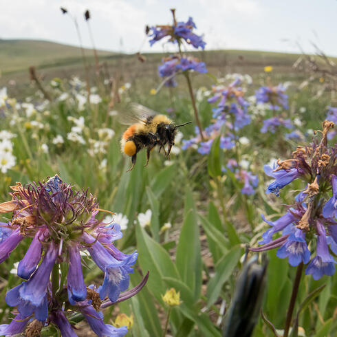 A forest bumble bee visits brightly colored wildflowers at 10,000 feet
