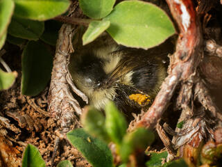 A worker bumble bee climbs the roots of an alpine plant to warm her body