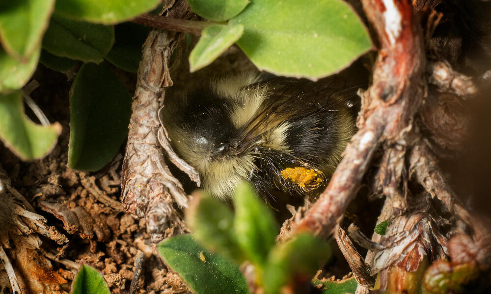 A worker bumble bee climbs the roots of an alpine plant to warm her body