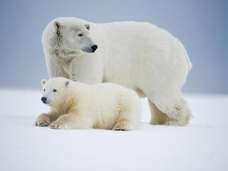 Polar bear and cub