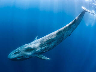 Blue whale swims in the ocean