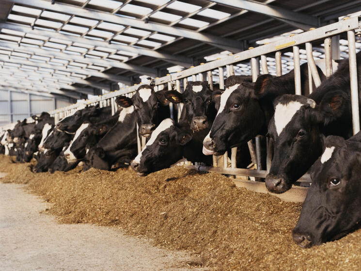 Dairy cows feeding