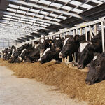 Dairy cows feeding