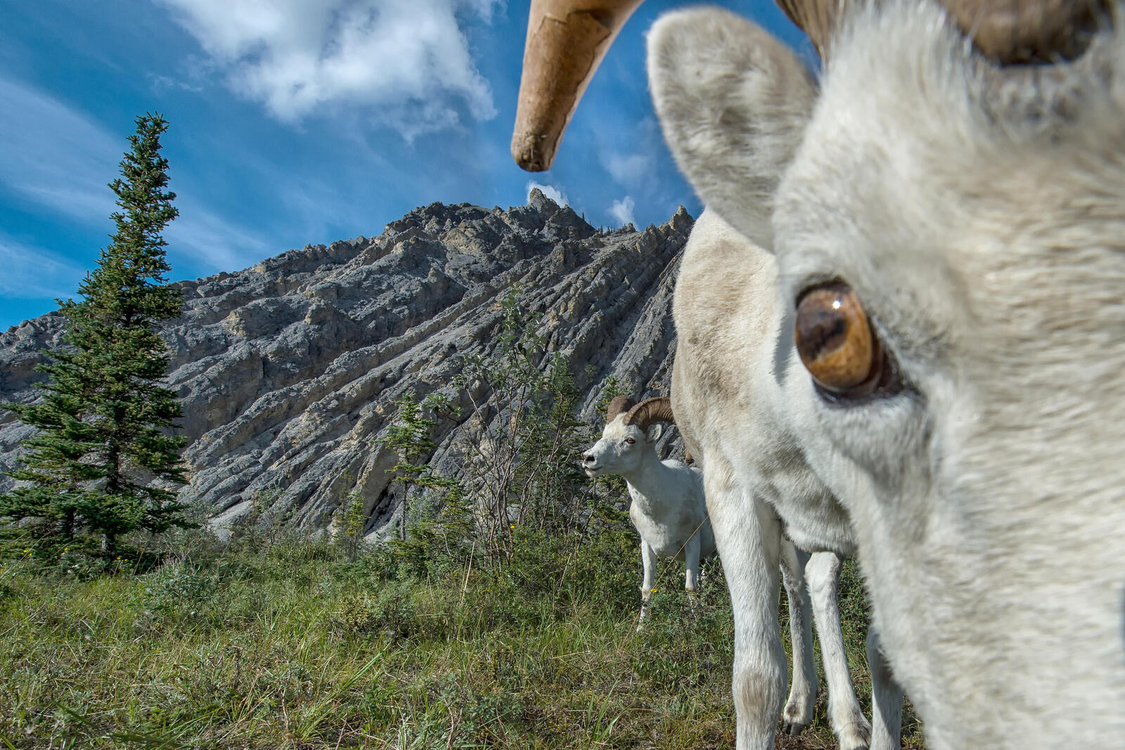 A Dall sheep looks closely into the camera lens while another stands behind it