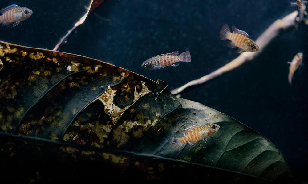 Three fish swim in dark waters
