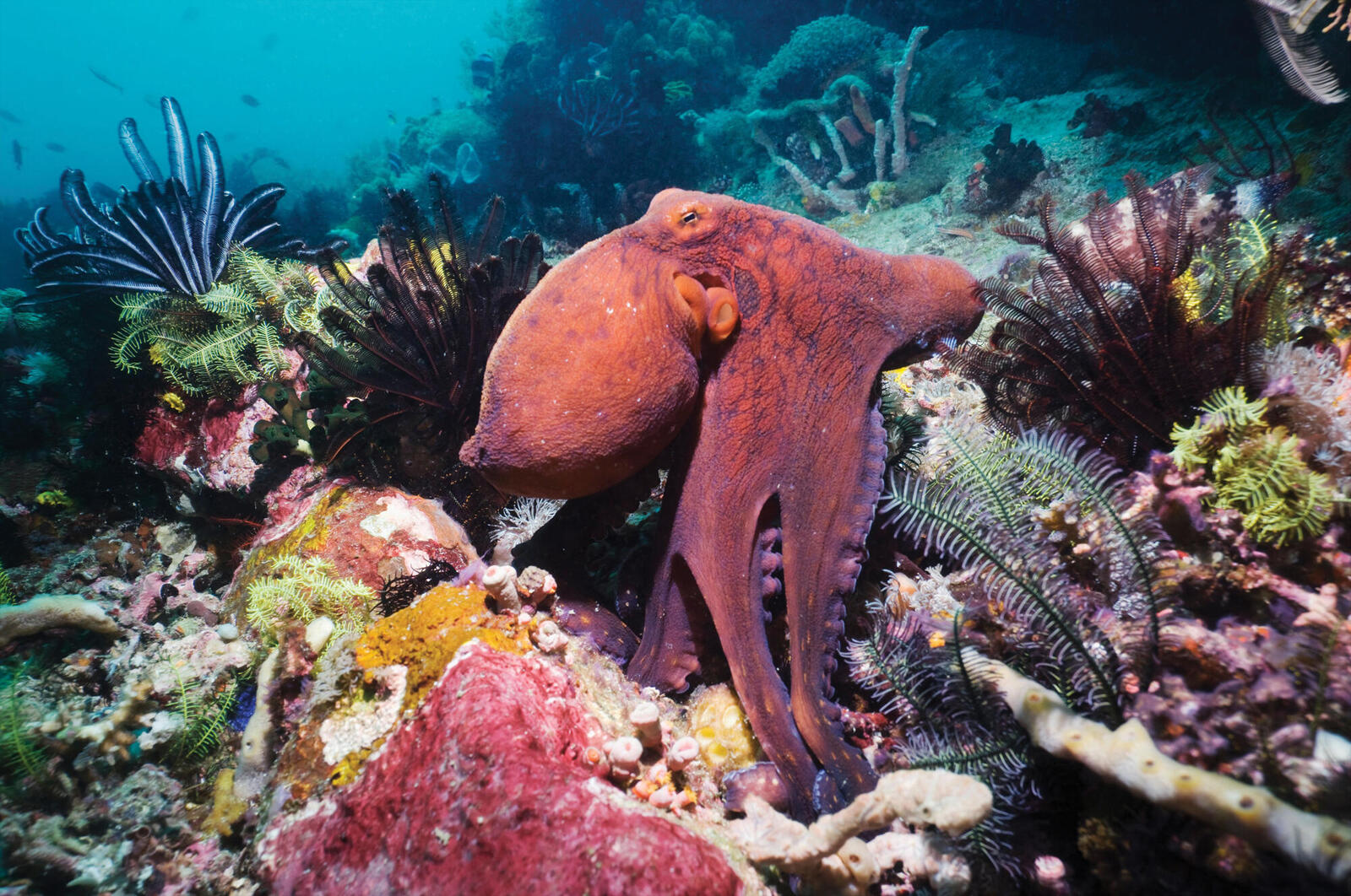 Meet the master of camouflage, the day octopus | Magazine Articles | WWF