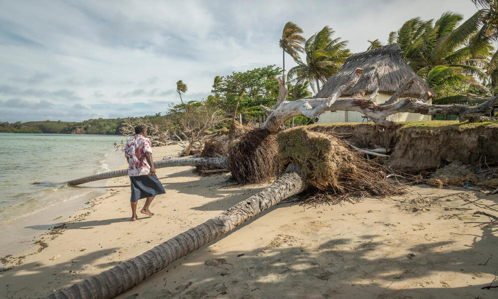 Man views fallen trees on beach