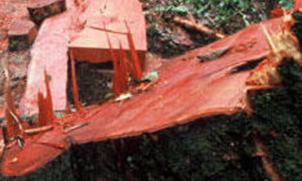Illegal logging in the lowland rainforest