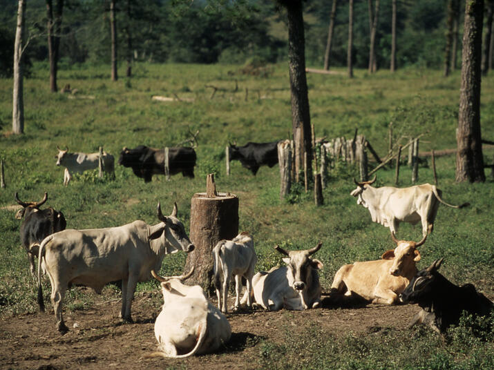 Deforestation for cattle ranching in the Amazon