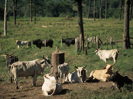 Deforestation for cattle ranching in the Amazon