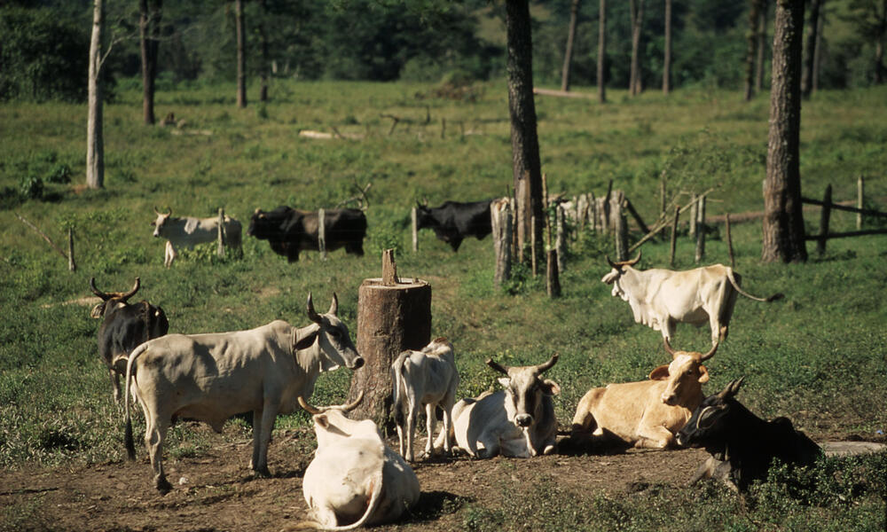 Deforestation for cattle ranching in the Amazon