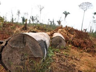 View of the center of the trunks of two trees that have been cut down