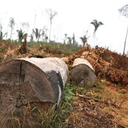 View of the center of the trunks of two trees that have been cut down