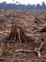 Deforestation in Tesso Nilo, Sumatra