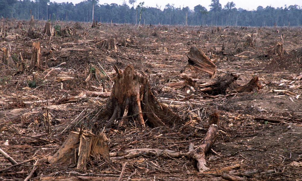 Deforestation in Tesso Nilo, Sumatra