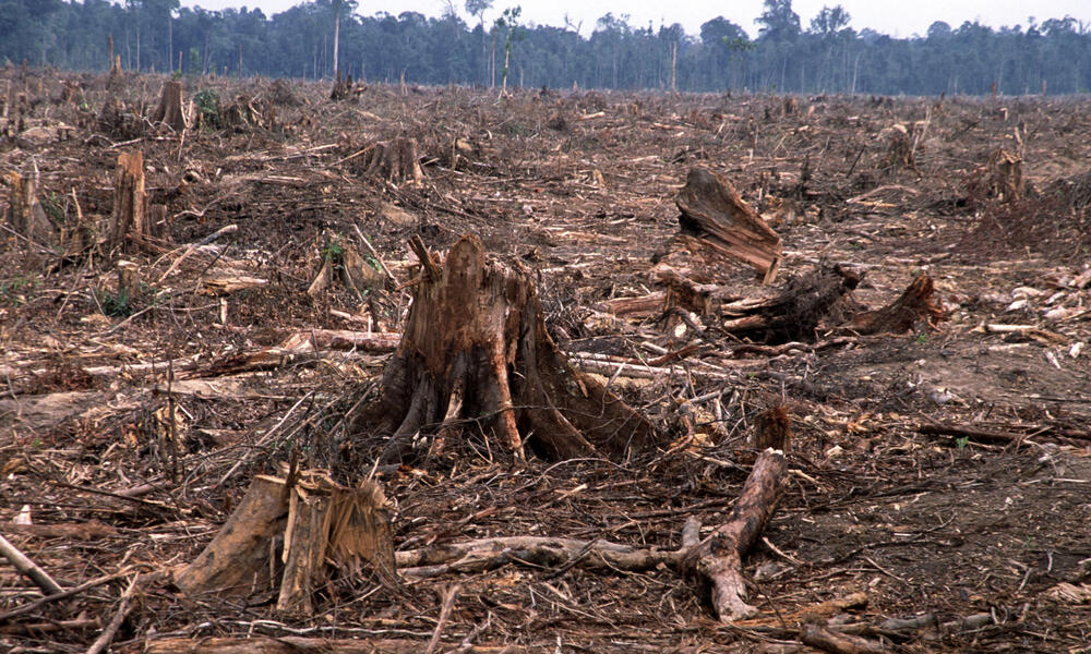 essay of destruction of forest