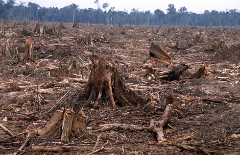 Deforestation fronts | Stories | WWF